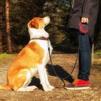 Hlopaw Pet Automatic Telescopic Leash – One-Hand Brake & Lock Retractable Rope for Small & Medium Dogs